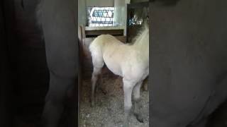 Palomina en trailer lista para salir/santo domingo R.D/axelguzman