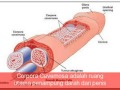 Image Pembesaran Penis Secara Alami Bagaimana Cara Kerjanya