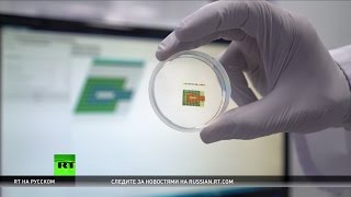 Российские ученые успешно пересадили мыши напечатанную на 3D-биопринтере щитовидную железу
