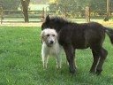 Dog and ponies Dog and ponies