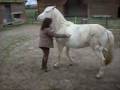 Raising a horse Raising a horse