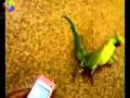 miniature