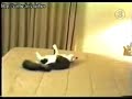 cats doing crazy things