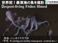 世界初！最深海7700mの魚を撮影 / Deepest-living Fishes filmed