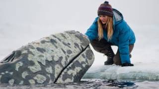 Big Miracle - Trailer