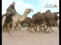 مزاين الكويت 2014 | الطياحات | مسيرة منقية / محمد بن رجاء الشكرة الدوسري