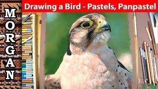 Drawing a bird with pastel pencils and Panpastel Jason Morgan wildlife artDrawing a bird with pastel pencils and Panpastel Jason Morgan wildlife art