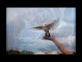 Photo Burung Merpati Balap Super Sprint Burung Dara Balap
