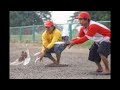 Picture Burung Merpati Balap Super Sprint Burung Dara Balap