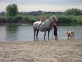 zwemmen met paard