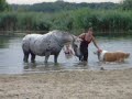zwemmen met paard