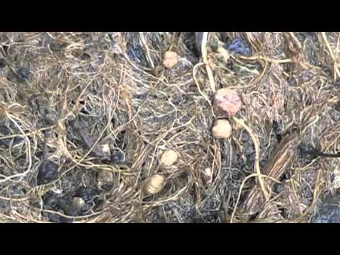 Soybean Plant - Rhizobia - Cricket
