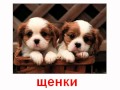 swxcrqSy37g