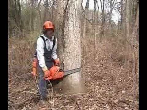 cutting trees form