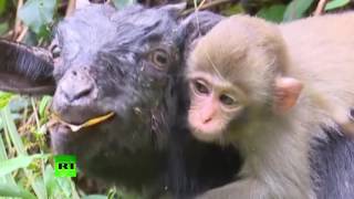 В Китае козлёнок заменил осиротевшей обезьянке маму