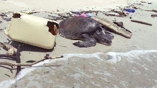 Пугающая находка: океан погибает от миллионов тонн мусора