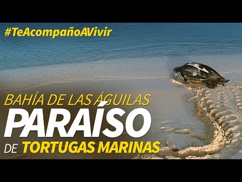 Tortugas en Bahía de las Águilas