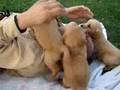 The Cutest Puppy Attack, The Cutest Puppy Attack Video
