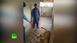 Владелец льва в Пакистане неудачно поиграл с животным