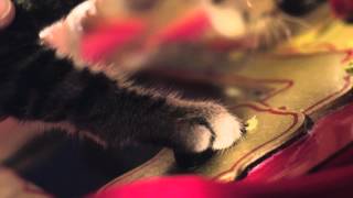 Santa Claws - Trailer