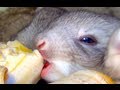 Bunnies Eating Bananas - Really Cute Baby Bunny Rabbits Pets