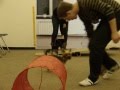 Figloraj dla psów małych ras