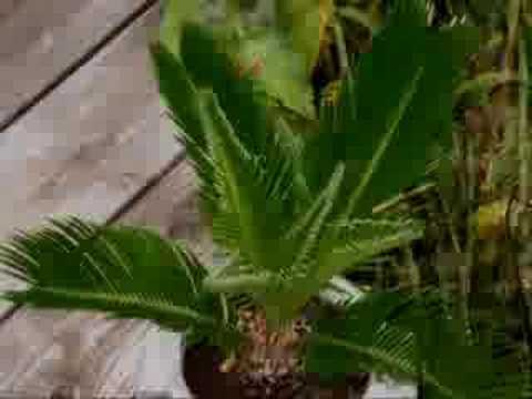 cycad time lapse - new fronds growing on cycas revoluta