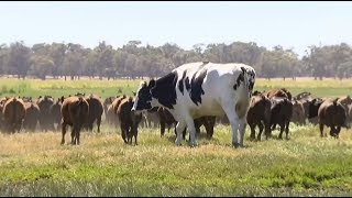 В Австралии бык спасся от скотобойни благодаря своим гигантским размерам
