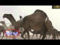 أجمل منقيات الصفر للأمير فيصل بن سعود الكبير