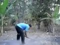 Photo Kocak Video Lucu Bersin Ngeluarin Sapi Funny Cow Video