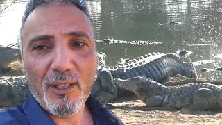 Крокодилы и территория "С"