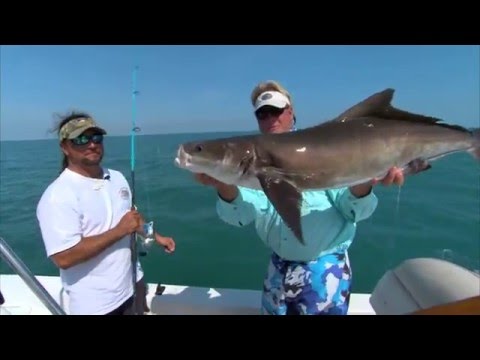 Cocoa Beach Cobia (N
Cocoa Beach Cobia (N