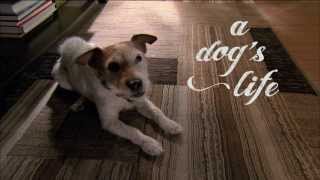 A Dog's Life - Trailer
