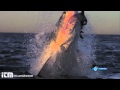 Slow Motion Shark Attack, Shark Attack Video