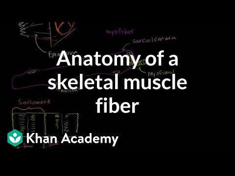 Anatomy of a muscle cell