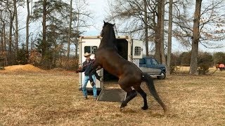 3 Steps to Teaching your Horse to Load on a Trailer