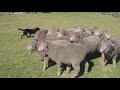 Photo What The Fuq Frequently Unanswered Questions Of The Australian Government Documentary