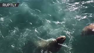 Голодный трёхметровый морской лев вышел к людям на Камчатке