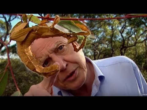 Life of Insects - Attenborough: Life in the Undergrowth - BBC