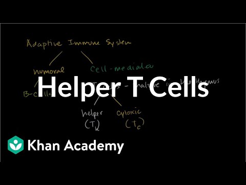 Helper T Cells