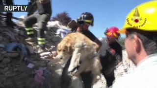 В Италии спасли собаку на 9 день после землетрясения
