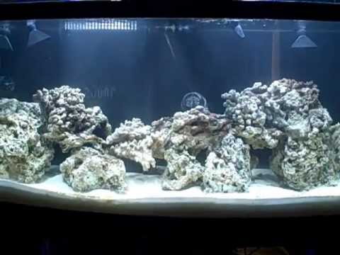 Saltwater Reef Tank 9 Adding Live Rock .mp4