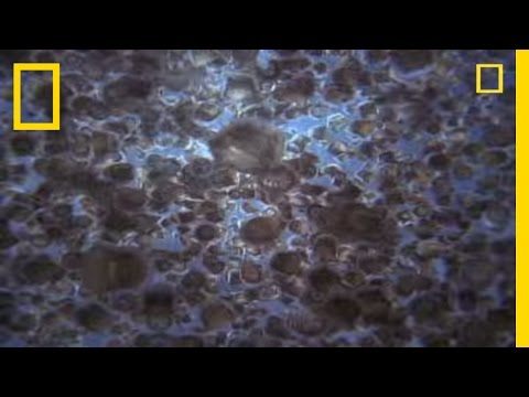 Giant Swarm of Jellyfish