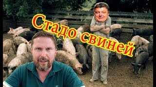 Распятый мальчик для стада свиней: в передаче про фейки выгладывают как якобы правду кучу фейков