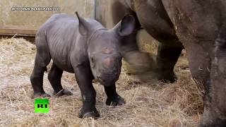 В американском зоопарке показали новорождённого детёныша чёрного носорога (10.04.2019 21:46)