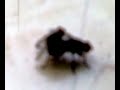 Image Sex Lalat