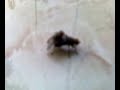 Picture Sex Lalat