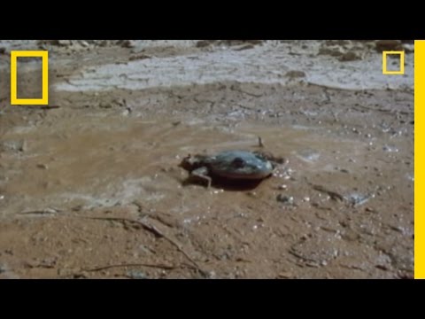 Weird Water-Holding Frogs