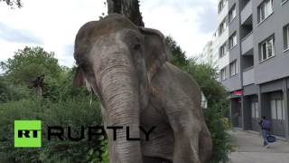 Слониха Майя весом 4,5 тонны прогуливается по улицам Берлина