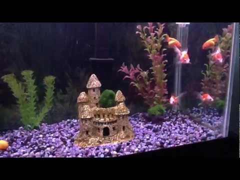 55 Gallon Goldfish Aquarium